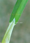  Ligule